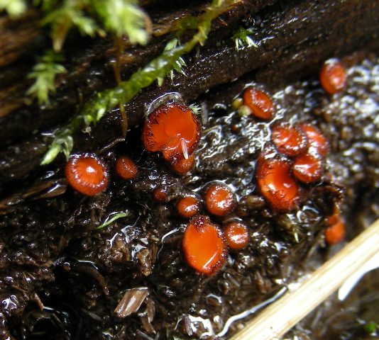 Funghi in quota, montagne del Lagorai (gruppo del Rava)